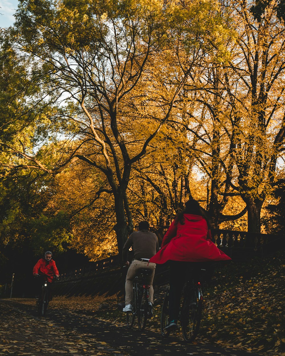 people walking on pathway between trees during daytime