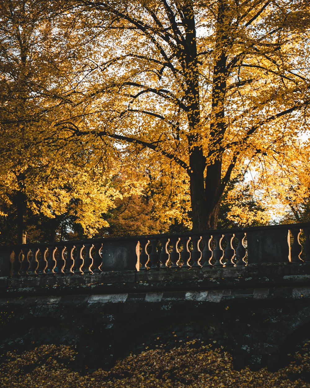 black metal fence near yellow leaf trees during daytime