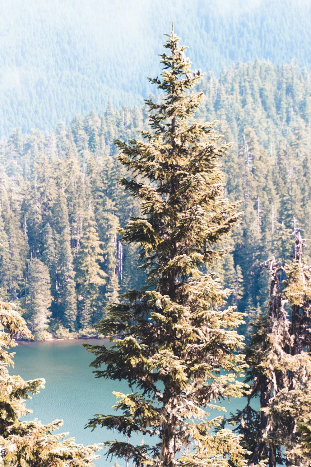 green pine tree near lake during daytime