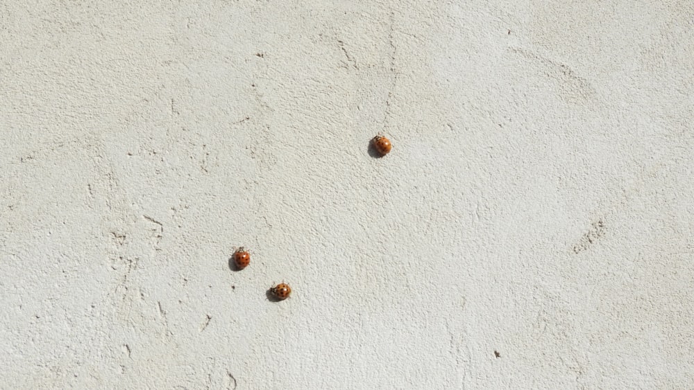 brown round fruit on white concrete floor