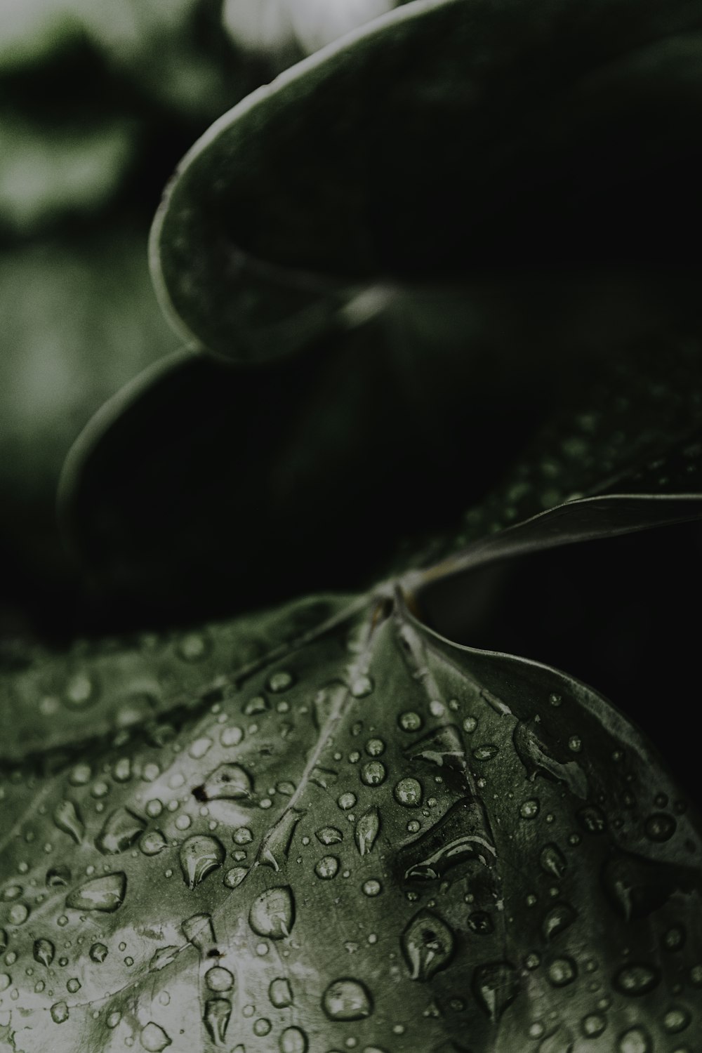 water droplets on green leaf