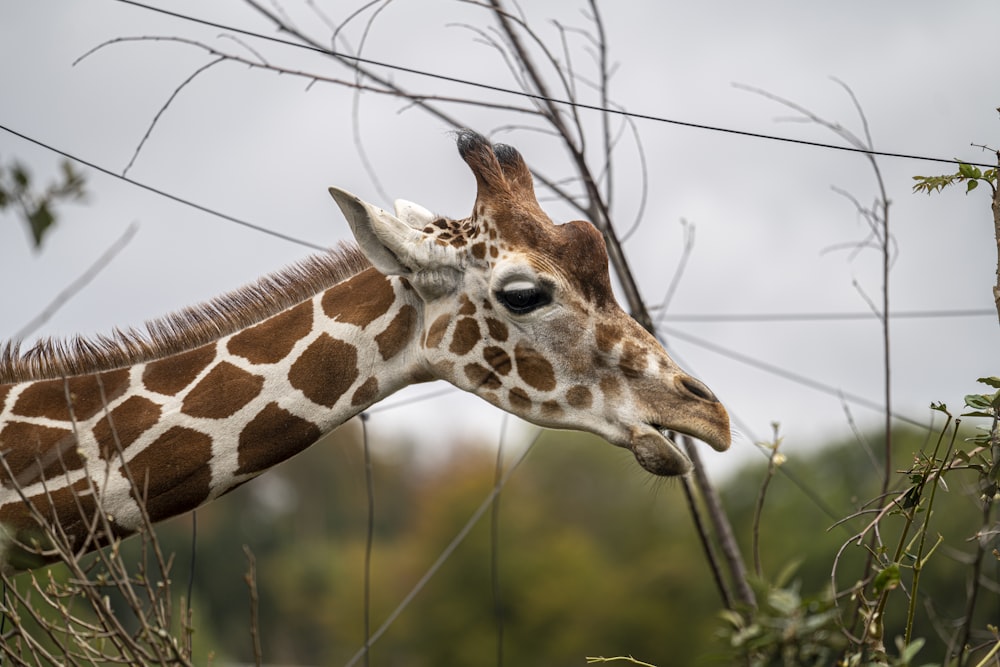 giraffe in green grass field during daytime