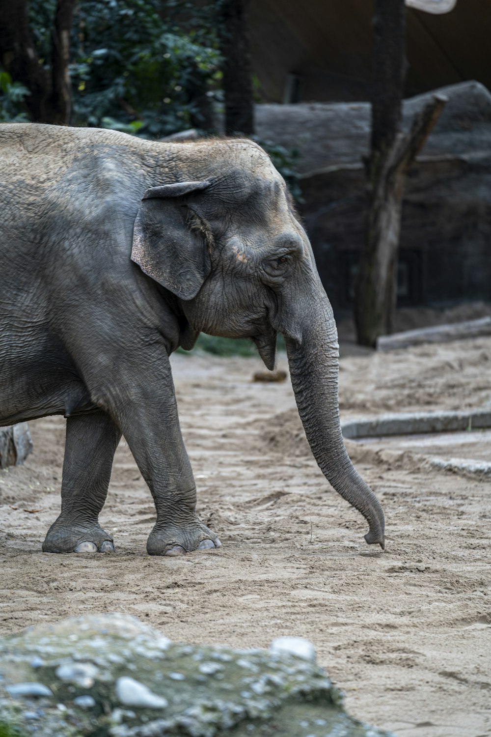 gray elephant walking on brown dirt during daytime