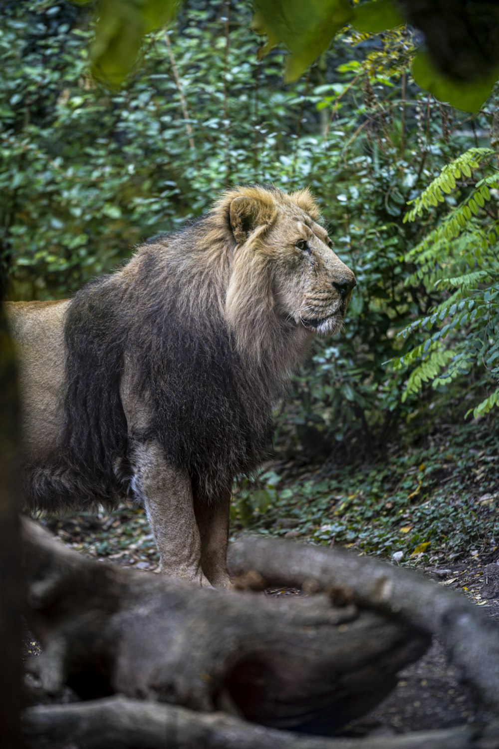 lion on green grass during daytime