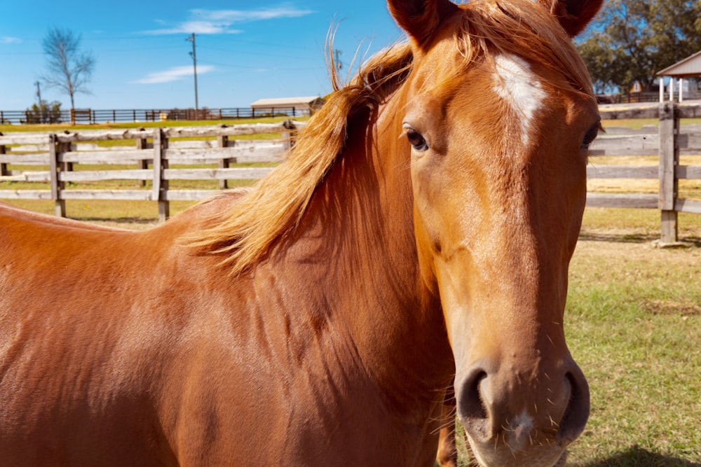 brown horse standing on brown wooden fence during daytime