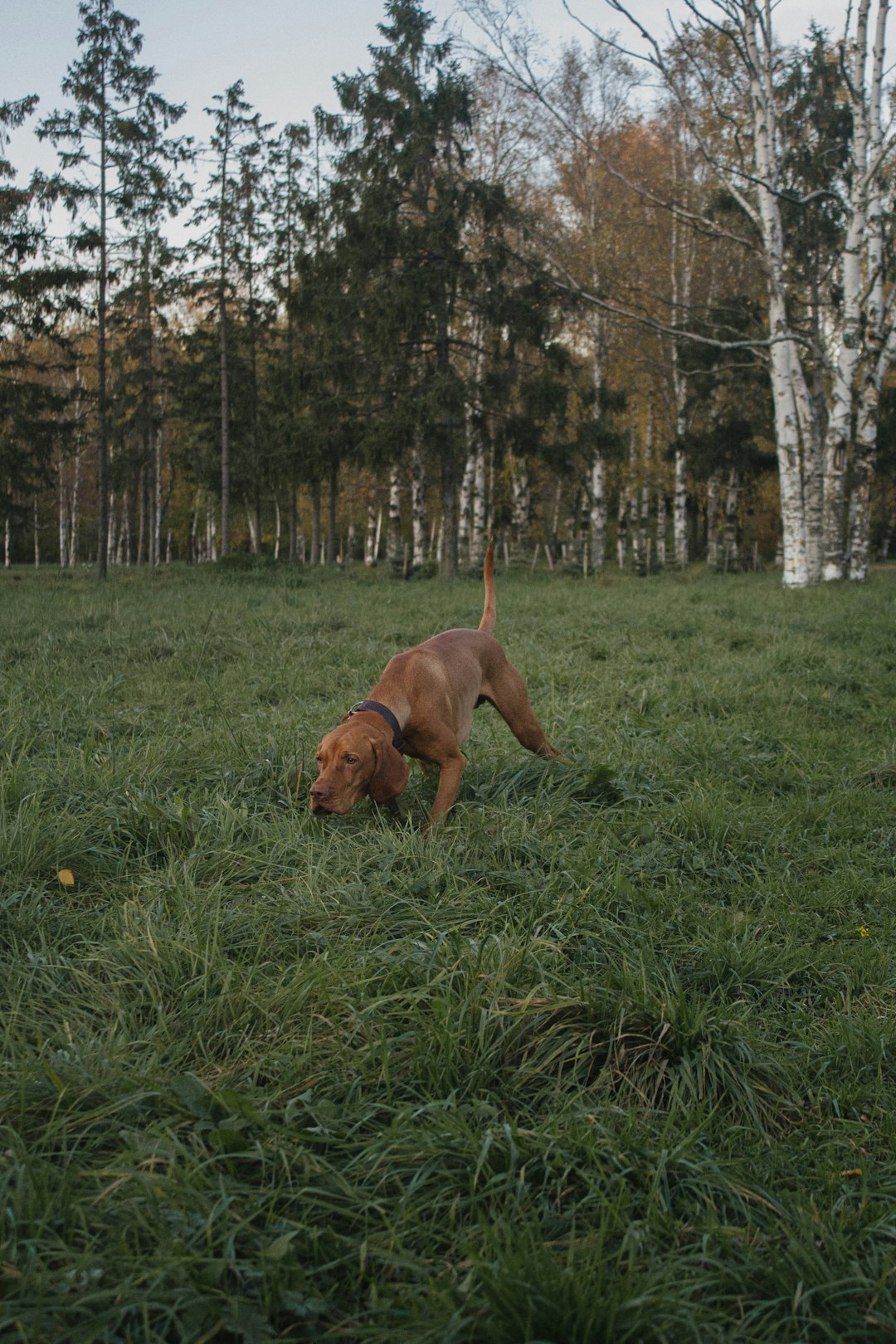 brown short coated dog on green grass field during daytime