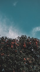 A full jujube tree standing tall under a clear blue sky.