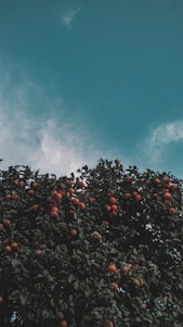 A vibrant orchard with ripe fruits hanging from trees under a clear blue sky.