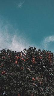 A vibrant fruit tree heavy with colorful fruit against the backdrop of the Acayotla mountains.