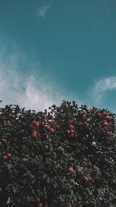 A vibrant Colombian fruit farm with diverse tropical fruits and lush greenery under a bright sky.
