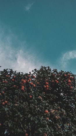 A vibrant fruit tree heavy with colorful fruit against the backdrop of the Acayotla mountains.