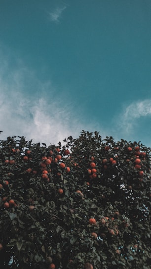 A vibrant orchard with ripe fruits hanging from trees under a clear blue sky.