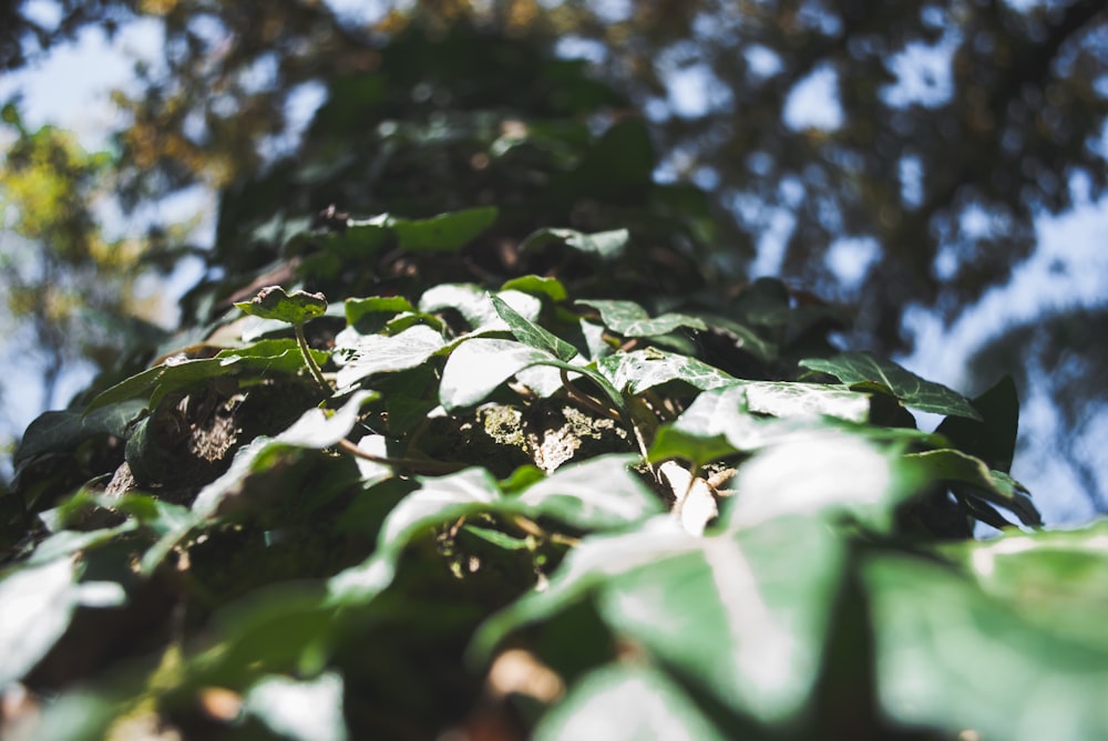 Hojas verdes en lente de desplazamiento de inclinación