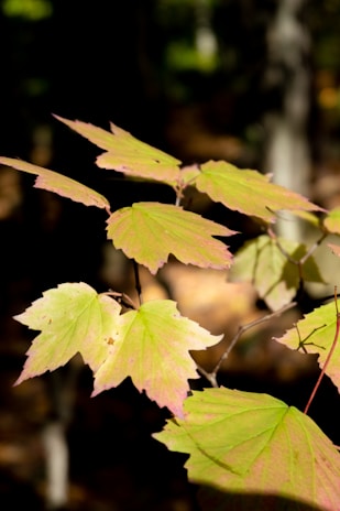 Several maple leaves with a pink-hued edge and light green center are illuminated by sunlight, standing out against a dark, blurred forest background.
