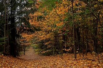 A quiet woodland path lined with centuries-old beech trees in autumn hues