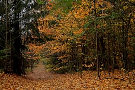 A serene woodland path covered with a thick layer of fallen leaves, flanked by dense trees adorned with autumn foliage in vibrant shades of orange, yellow, and green. The path leads deeper into the forest, creating a sense of tranquility and solitude.