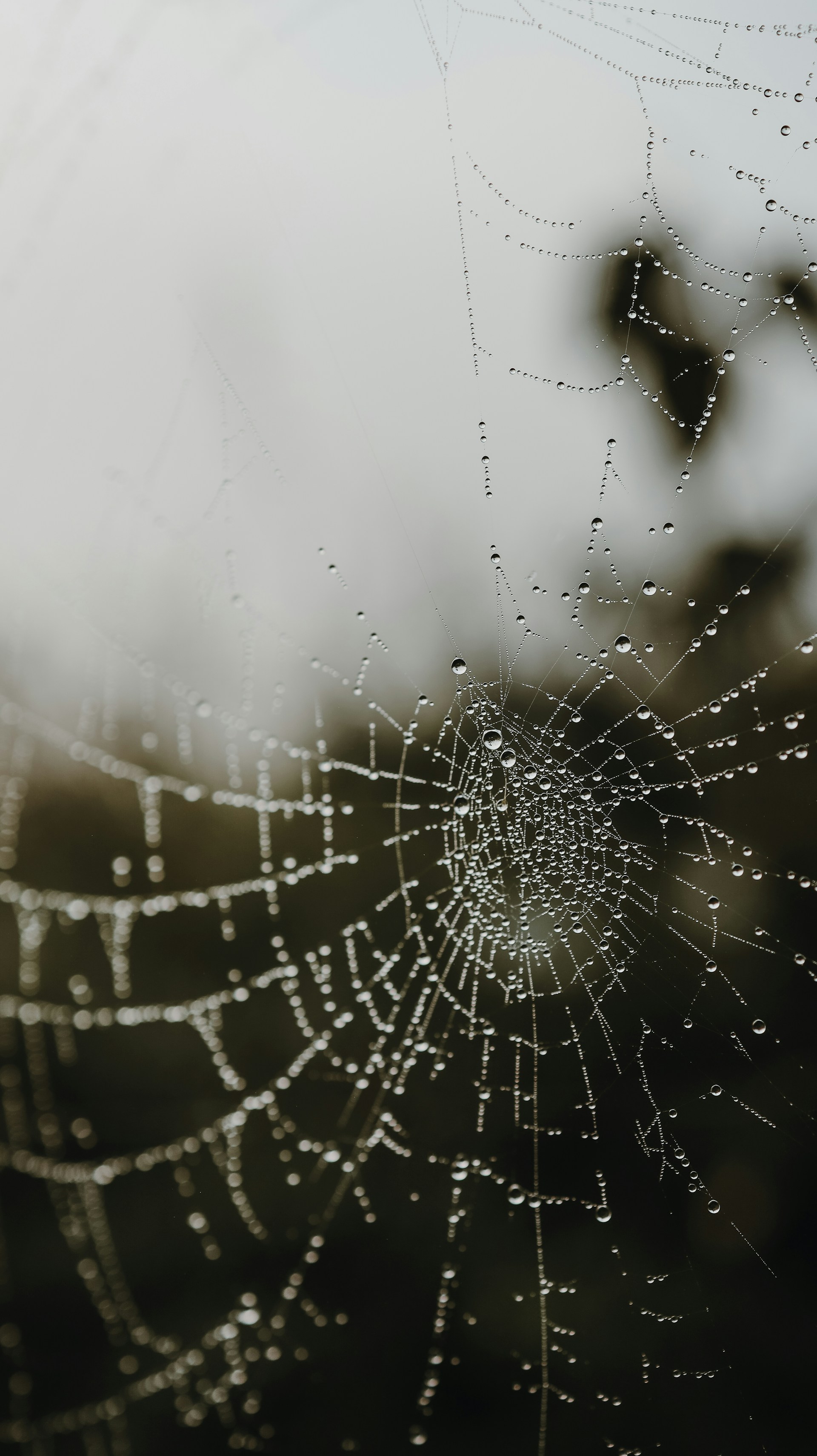 A close-up shot of morning dew on a spiderweb, highlighting delicate patterns and nature's quiet beauty.