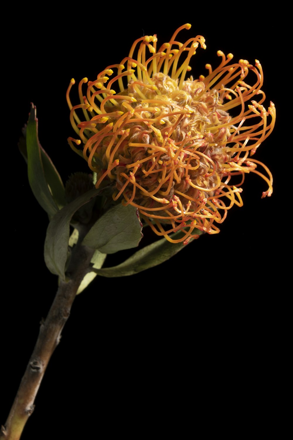 yellow flower with green leaves