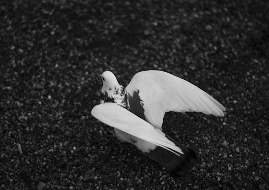 white bird on black soil