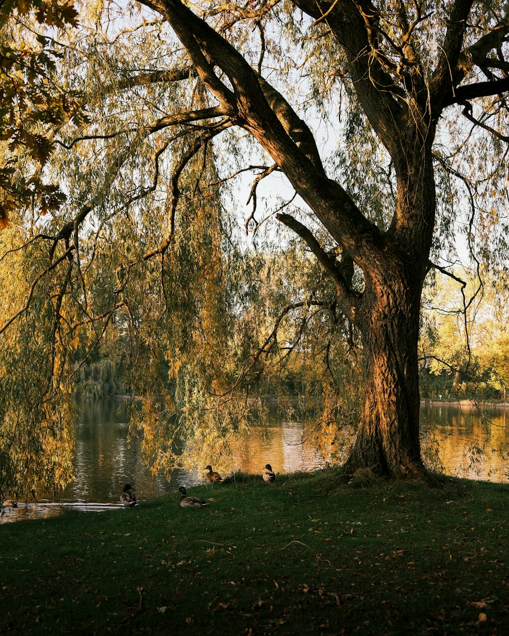 brown trees near body of water during daytime