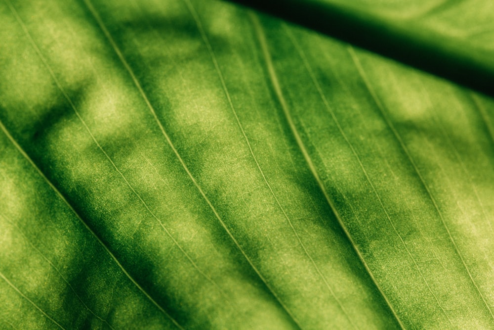 green and white striped textile