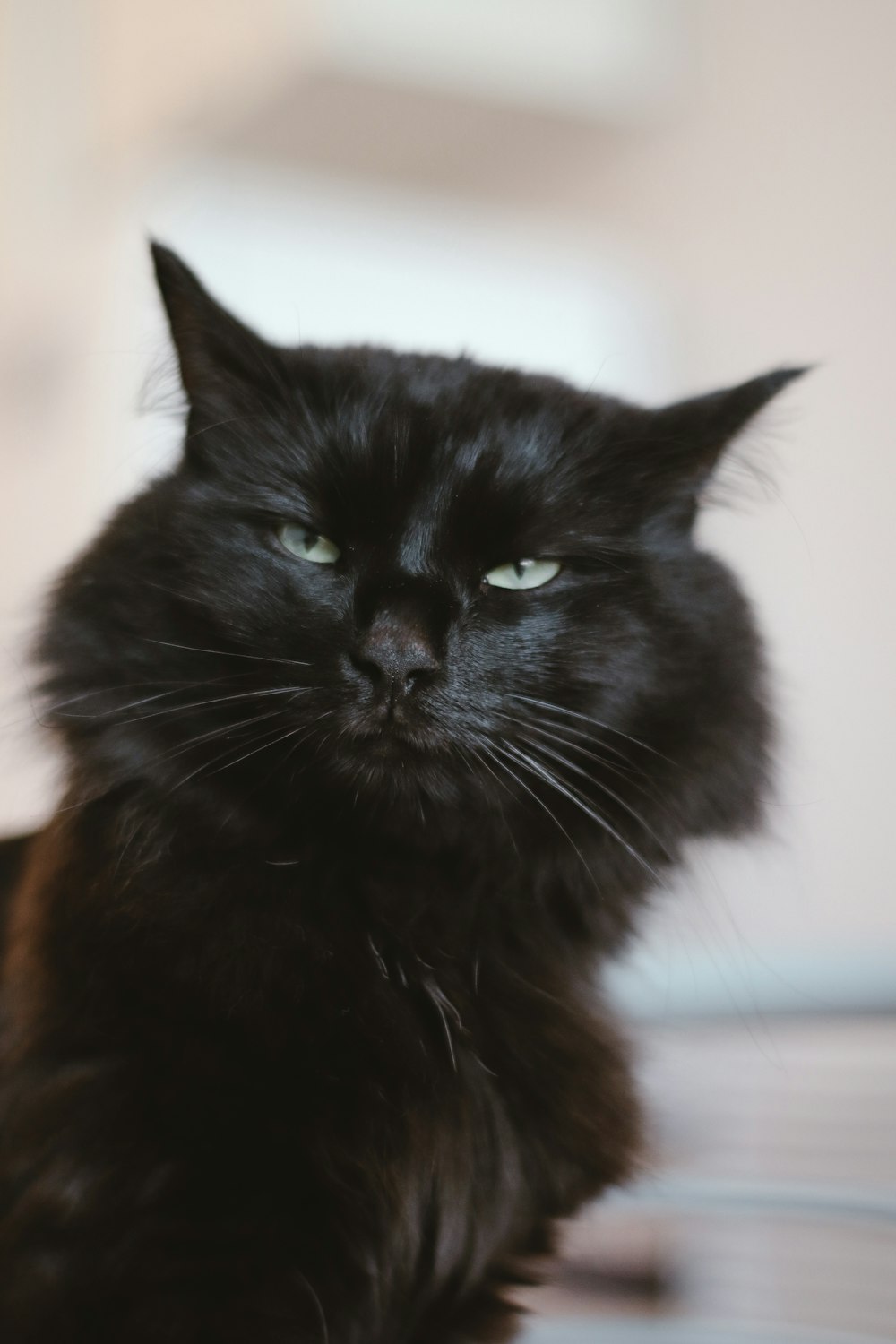 Angry Cat Pictures  Download Free Images on Unsplash