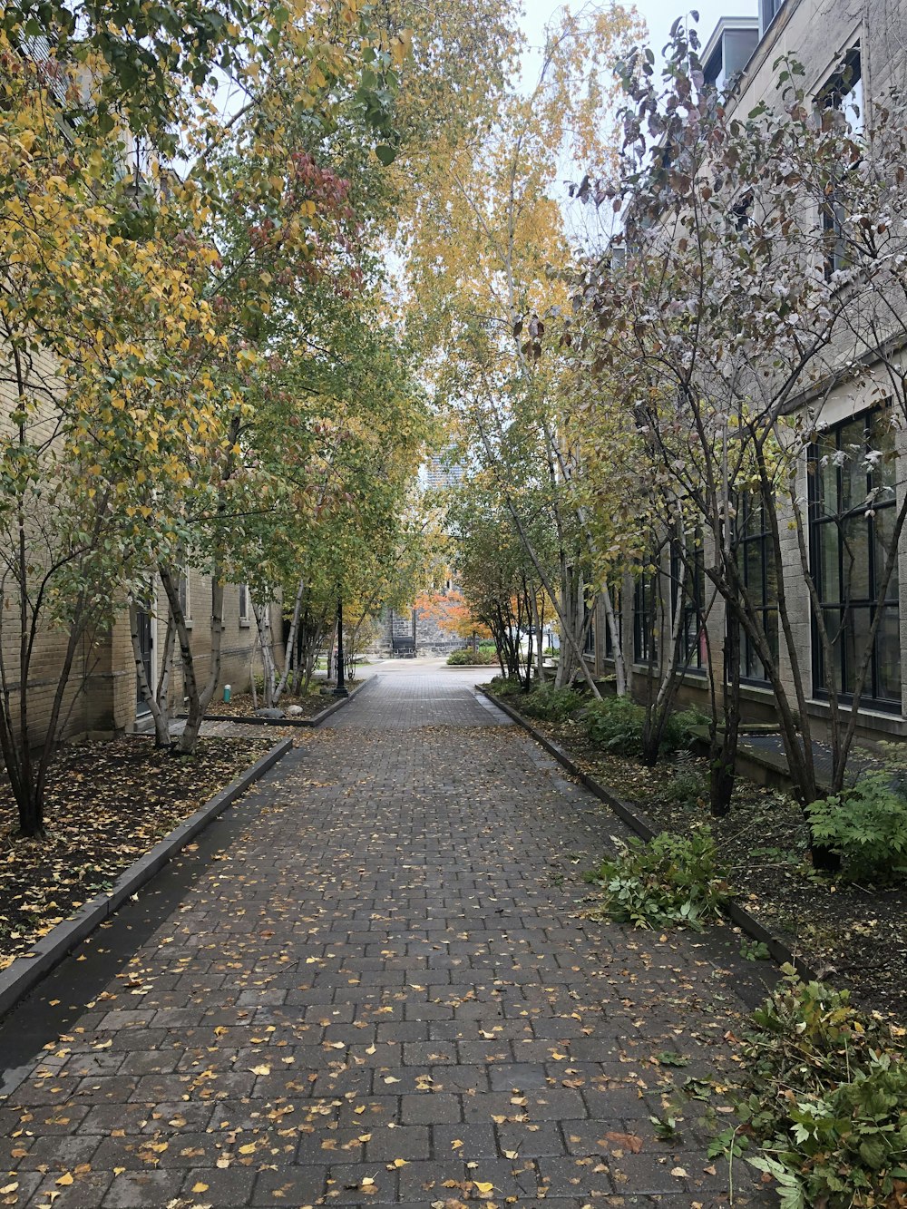 brown and green trees on brown brick pathway