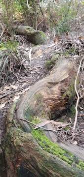 A detailed miniature of a swamp creature lurking among twisted roots.