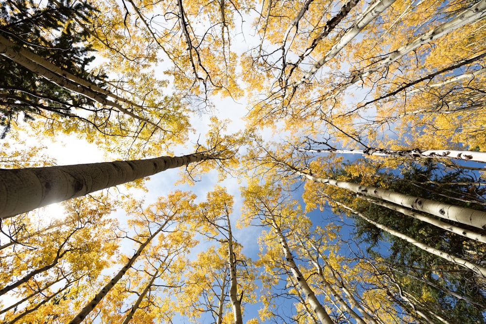 yellow leaves on tree branch during daytime