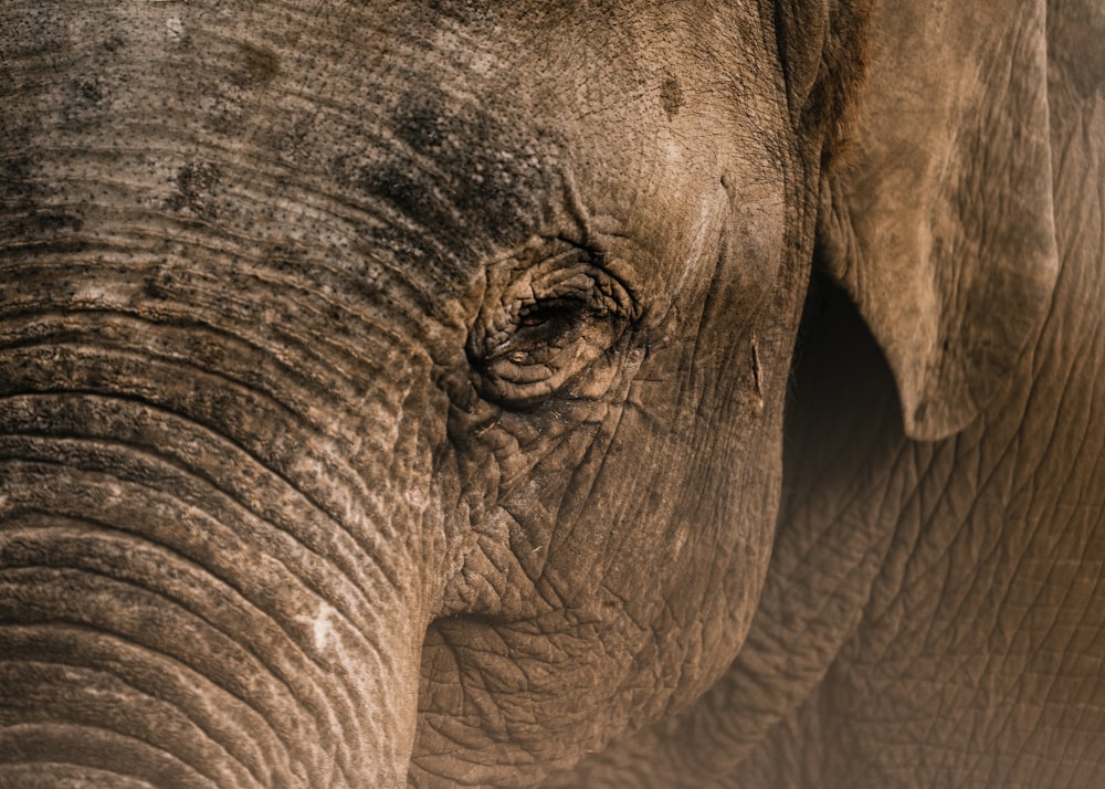 close up photo of elephants eye