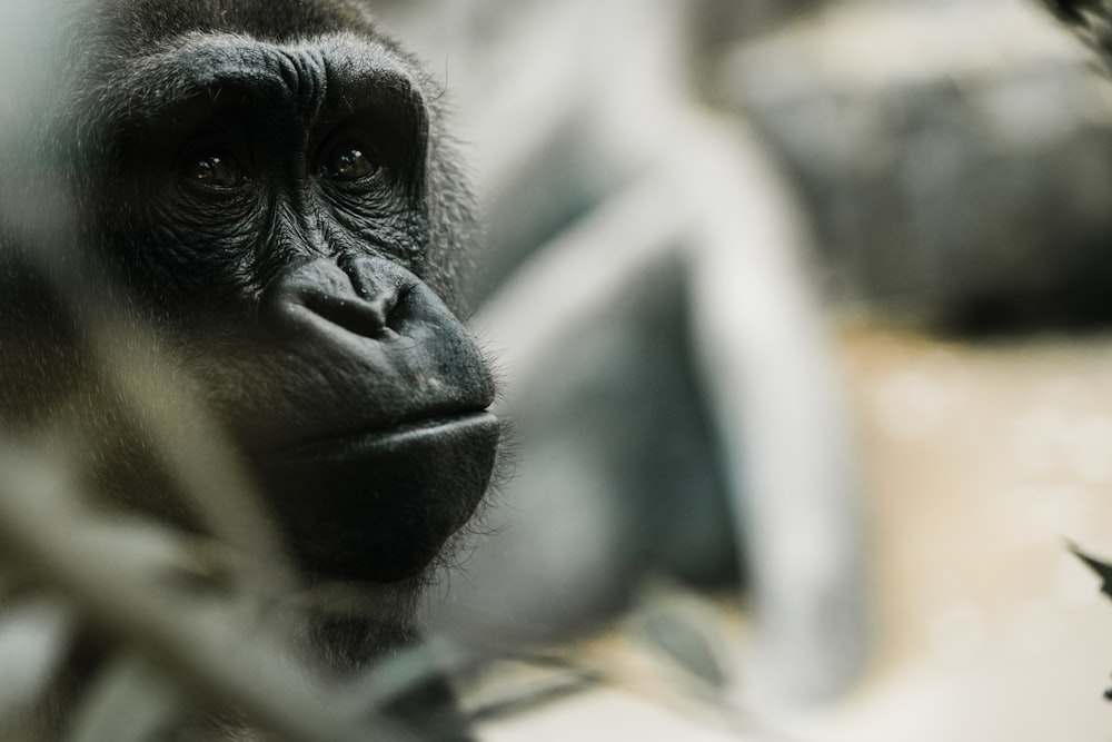 black gorilla in close up photography