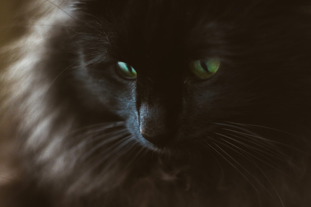 gato preto com olhos azuis