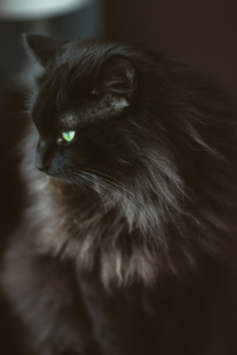 gato preto de pele longa na fotografia de perto