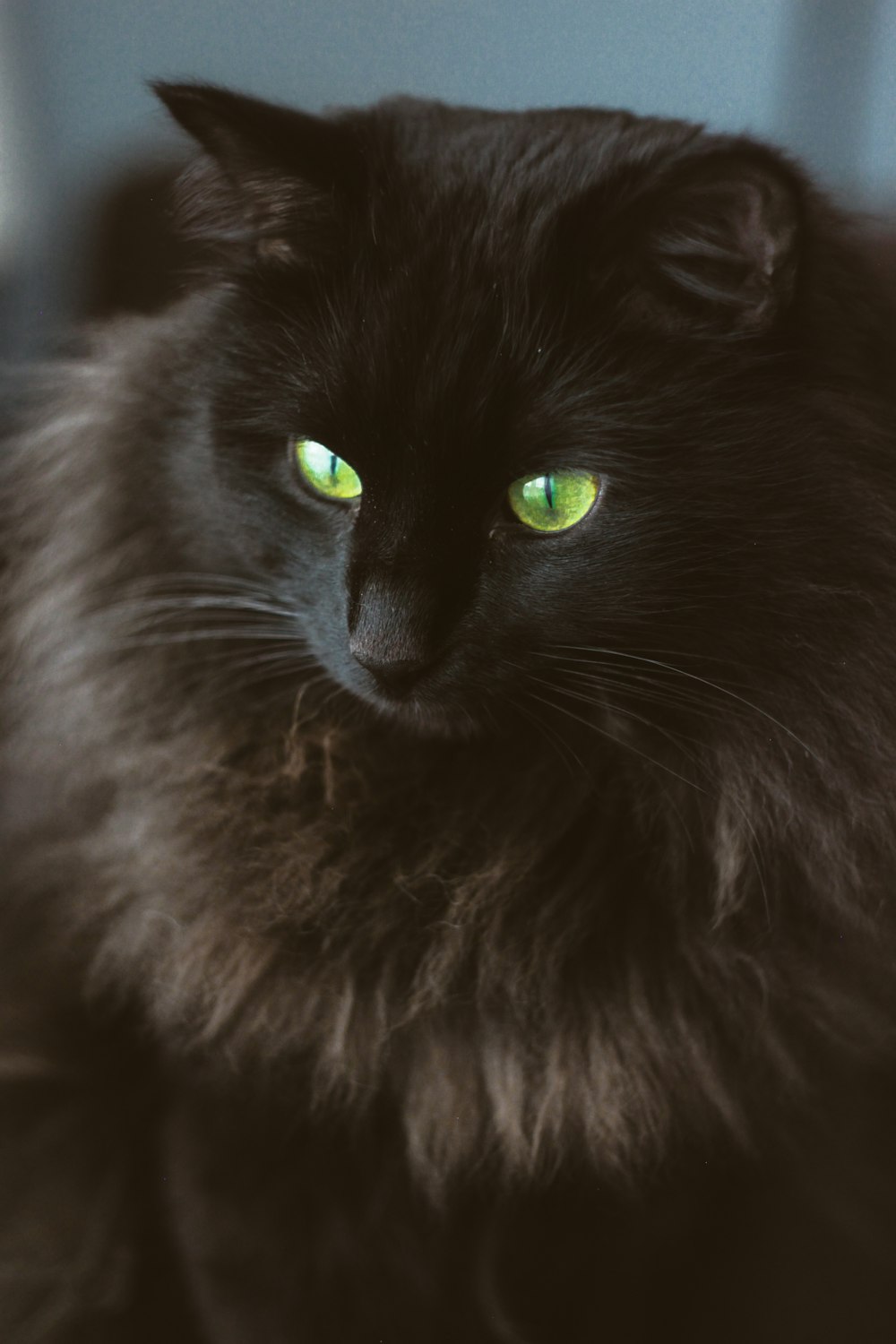 black long fur cat in close up photography