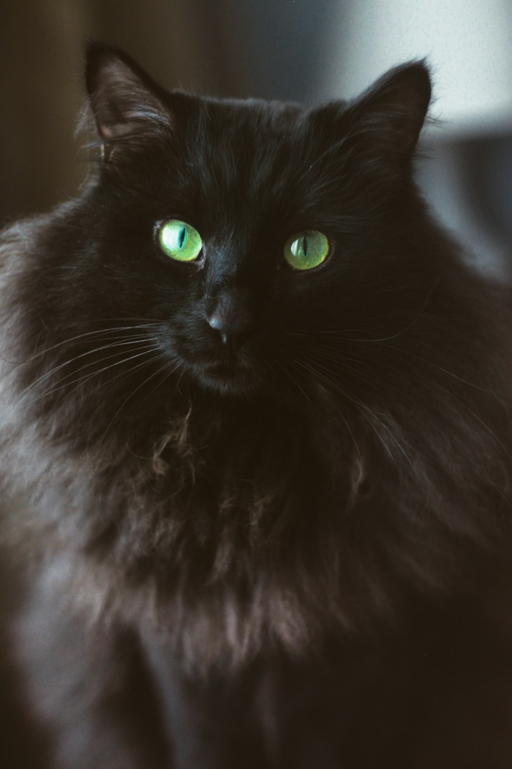 chat à longue fourrure noir et blanc