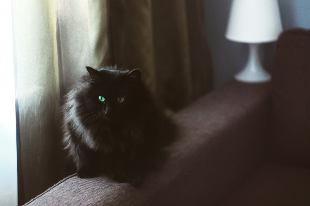 black cat on brown textile