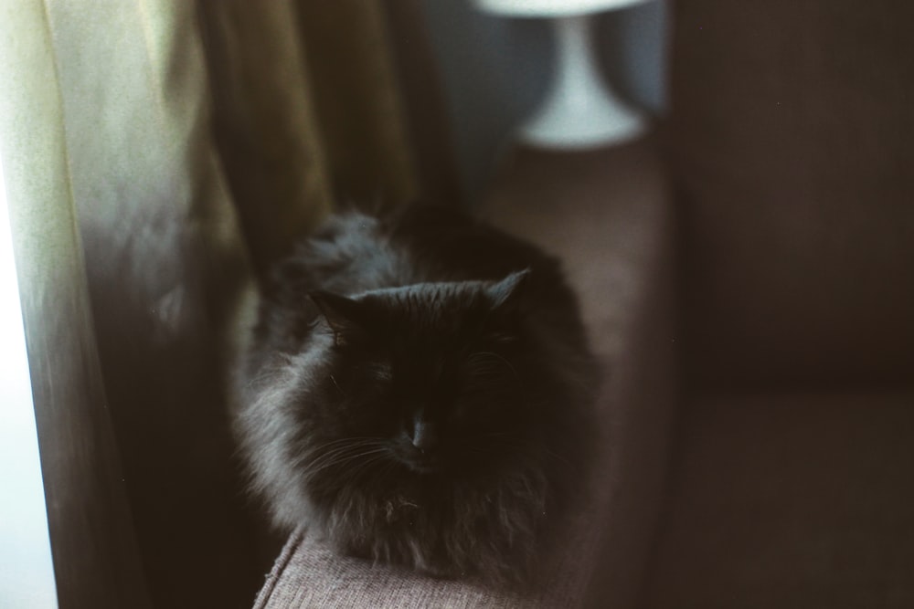 black cat on brown textile