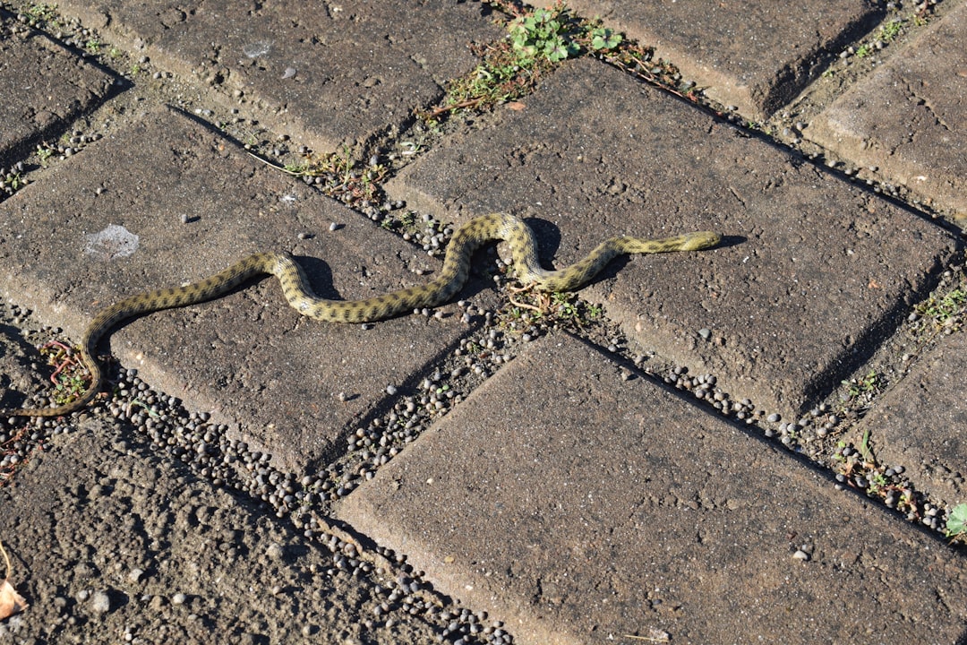 black and yellow snake on gray concrete pavement