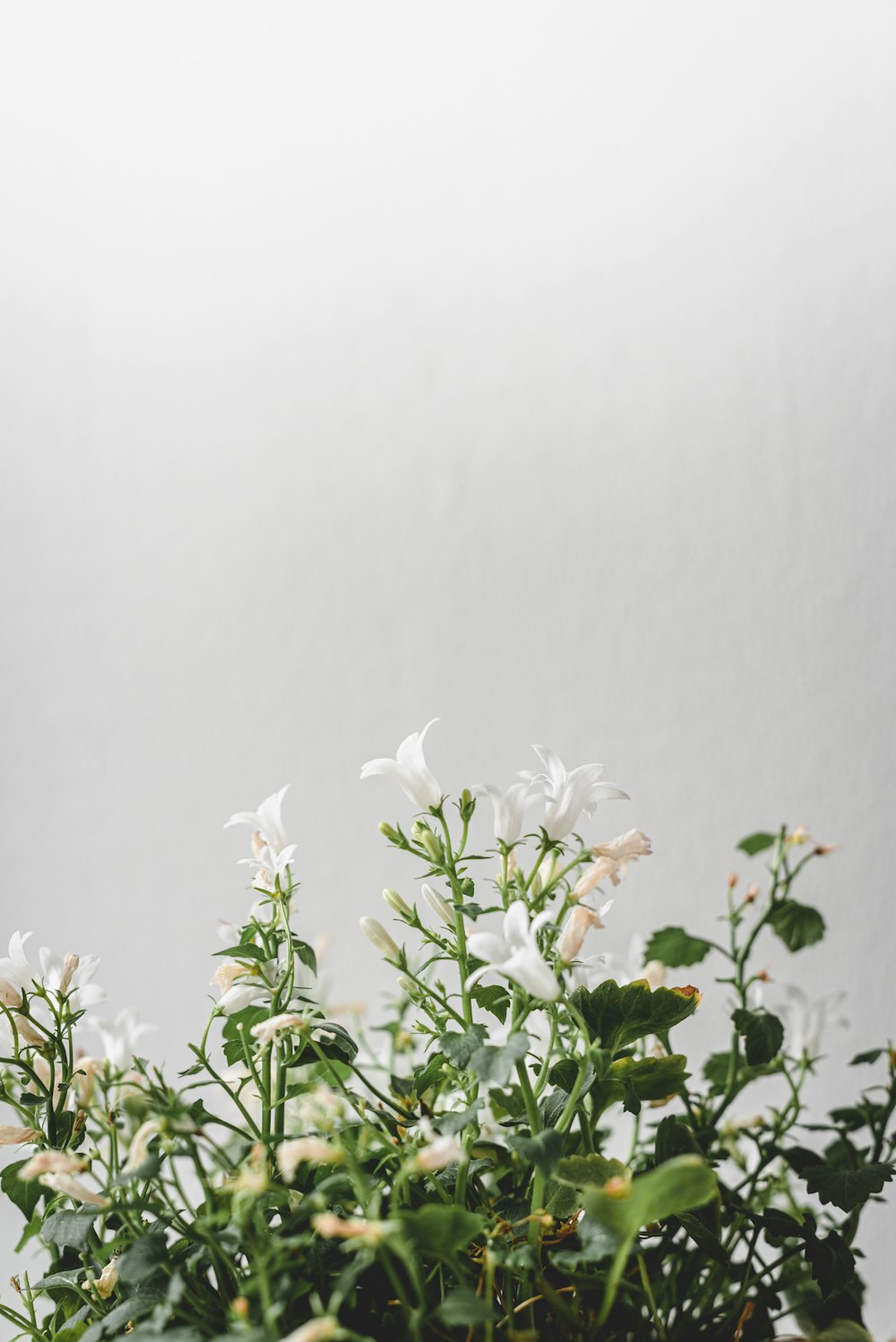 white flowers with green leaves