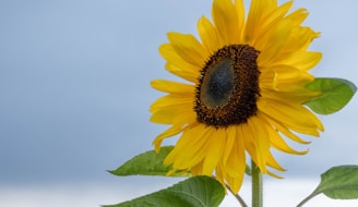 yellow sunflower in close up photography