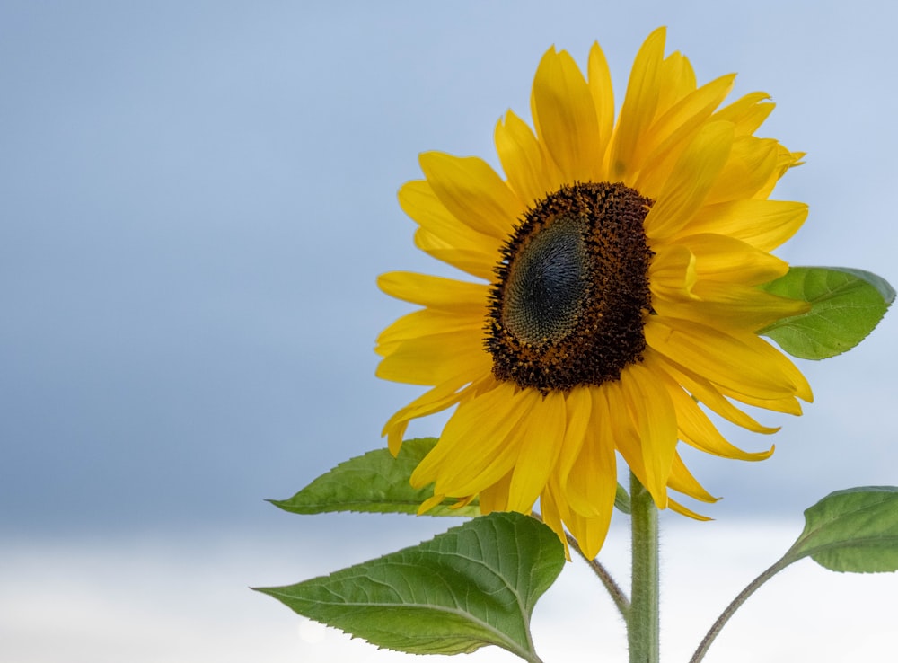 yellow sunflower in close up photography