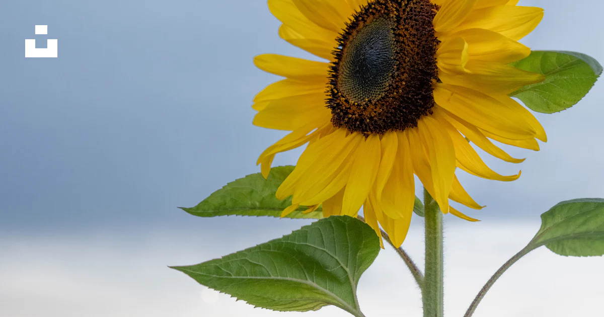 Yellow Sunflower In Close Up Photography Photo Free Image On Unsplash Yellow Sunflower In Close Up Photography Photo Free Image On Unsplash