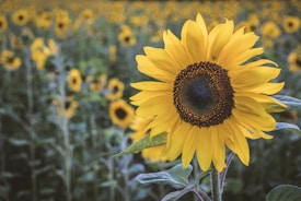 yellow sunflower field during daytime