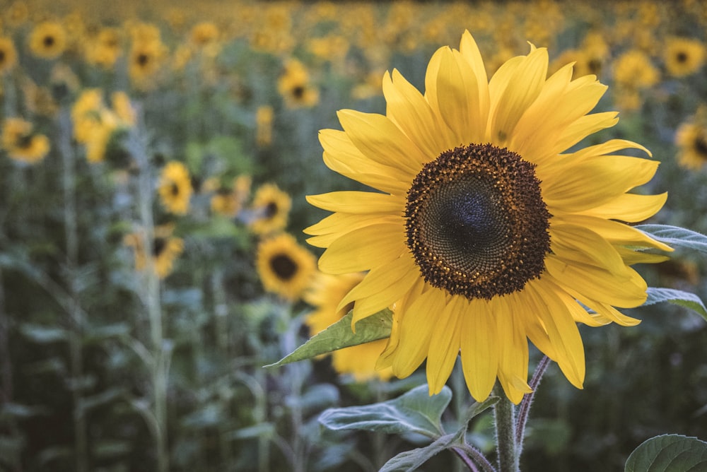 yellow sunflower field during daytime