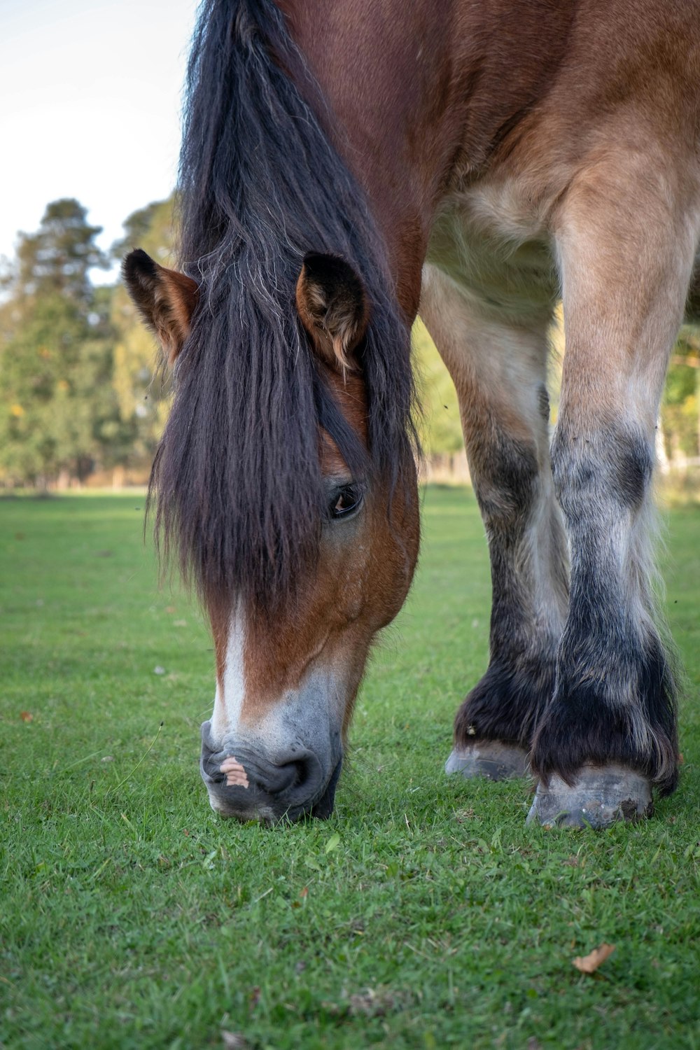 brown horse on green grass field during daytime