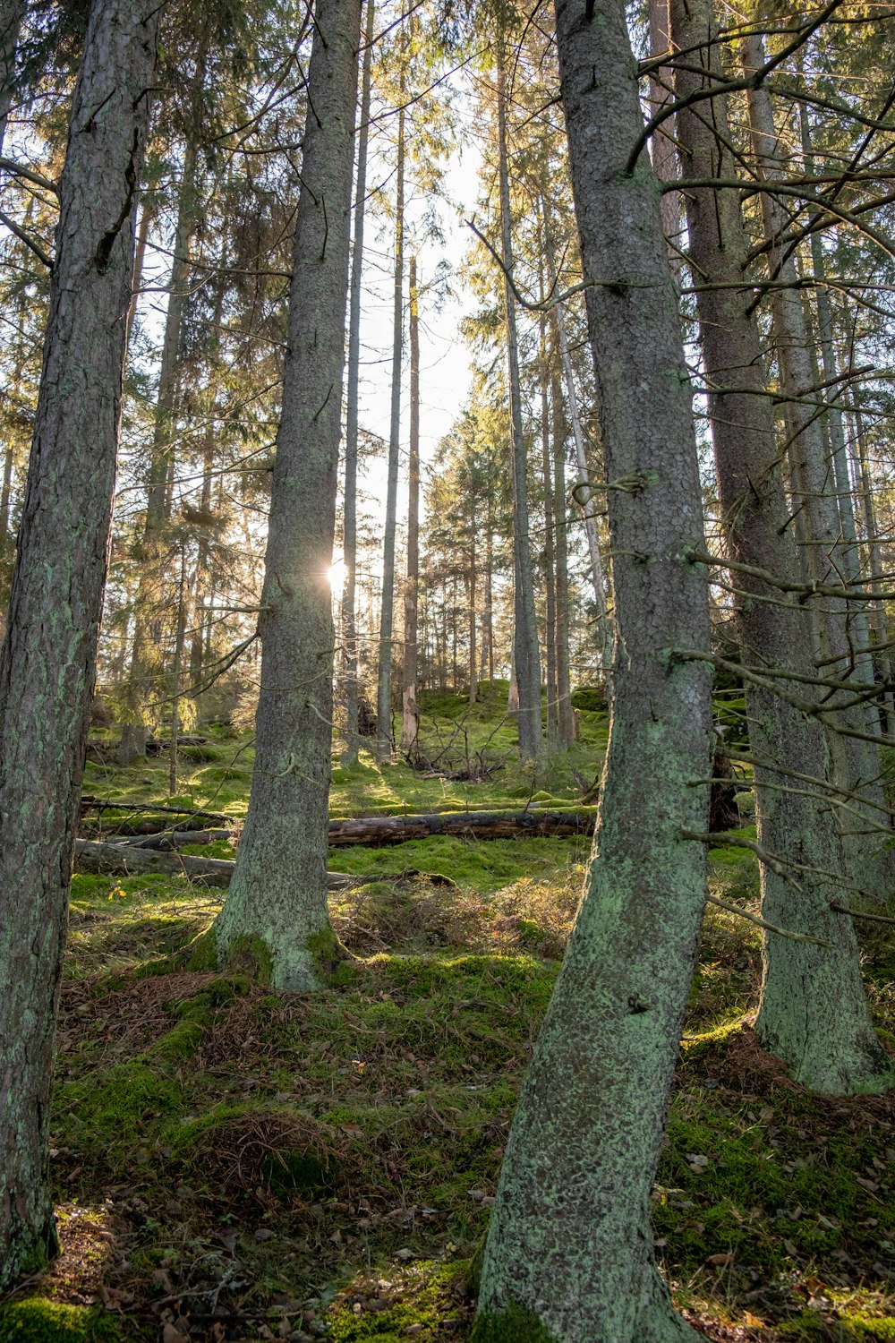 braune Bäume im Wald tagsüber