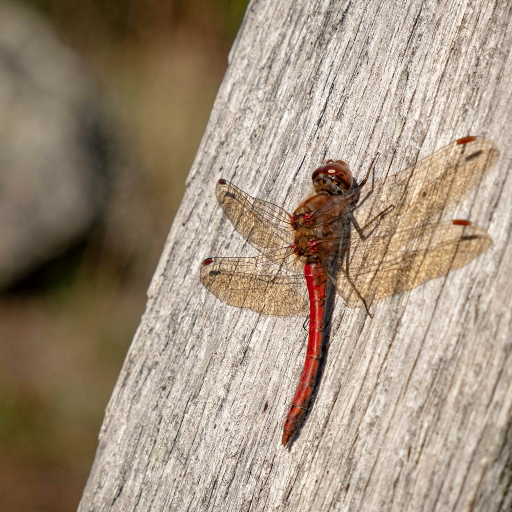 red and brown dragonfly on gray wood