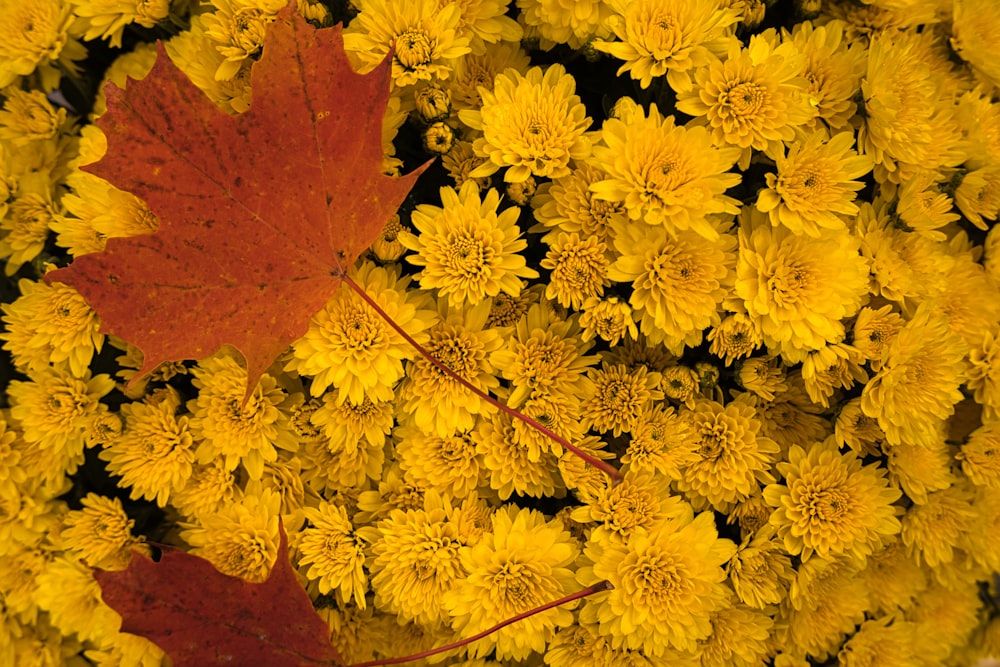 gelbe Blumen an brauner Betonwand