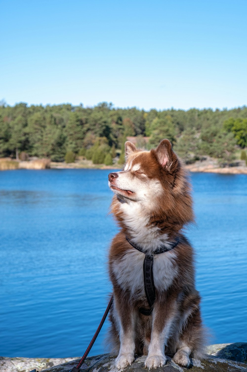 Perro de pelaje largo marrón y blanco en agua azul durante el día