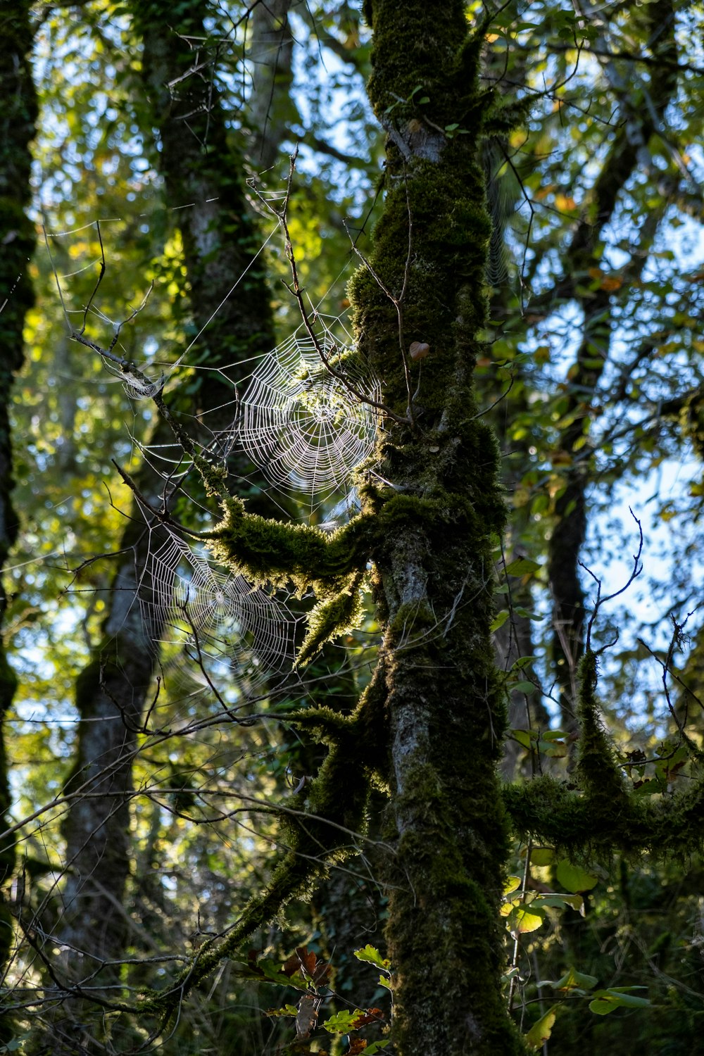 teia de aranha no tronco marrom da árvore durante o dia